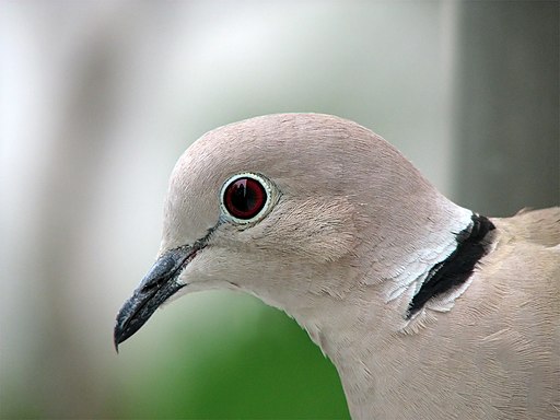 A dove
